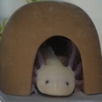 しらつち (@shiratti_acki) 's Twitter Profile Photo