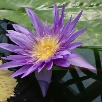 TQWiIBJQfiwsbHk's profile picture. 私は富士山と京都と、お花が好きで写真を撮っています。