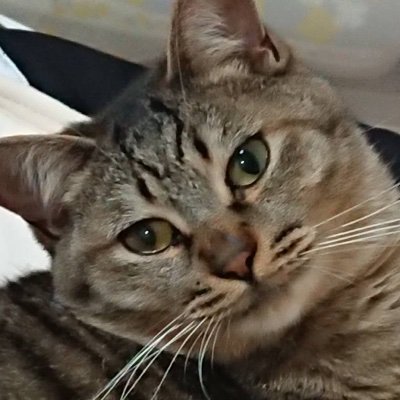 P0TxzRckhlunM5b's profile picture. 猫のキジ太です。 DMPです。デュエルマスターズに関するものを投稿なり書き込みしています。よろしくお願いします。