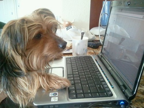 MonalisaGO's profile picture. 