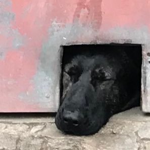Lebe und schreibe auf einer Alm auf dem Prenzlauer Berg.