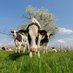 Farmers of Europe (@farmerseurope) Twitter profile photo Farmers of Europe (@farmerseurope) Twitter profile photo