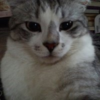 かこ (@fm8mq) 's Twitter Profile