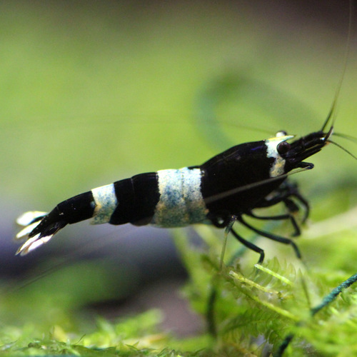 borio630's profile picture. 趣味はアクアリウムでつぶやきはほとんどアクア関連かも。 現在30cube水槽でレッドビーシュリンプモスラを育成中。 水草はキューバパールグラスの絨毯を目指して奮闘中。 ブログで記録を残してますので是非コメント下さい＾＾ アクアリストの方気軽にフォローお願いします＾＾