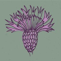 Scouse Flowerhouse (@scouseflowers) 's Twitter Profile