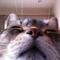 おちょれ@5y🐗と🐯1yを育成中 (@ochore) 's Twitter Profile Photo おちょれ@5y🐗と🐯1yを育成中 (@ochore) 's Twitter Profile Photo