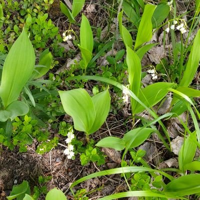 FrilanderKatri's profile picture. Rakastaa Koiria ❤ Akvaariokaloja, elämää ❤