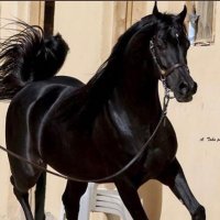 🕊🎼الشوق . . .🦋🎼💃🏻 (@alreemog) Twitter profile photo