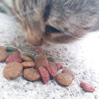 Naziçane🌸 (@nazicane) 's Twitter Profile Photo Naziçane🌸 (@nazicane) 's Twitter Profile Photo