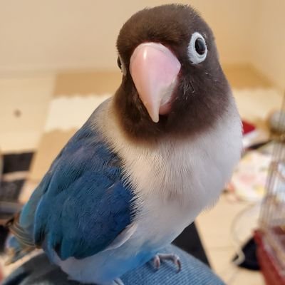 にょっきさんのプロフィール画像