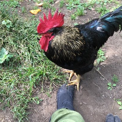 mimiSjapan's profile picture. 