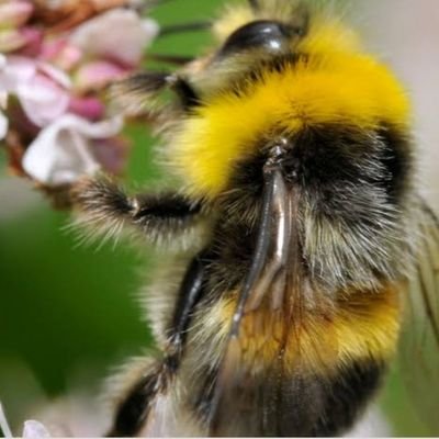 petthebees's profile picture. 25 | I just wanna see dicckkssss, no pussies. 🚫🚫