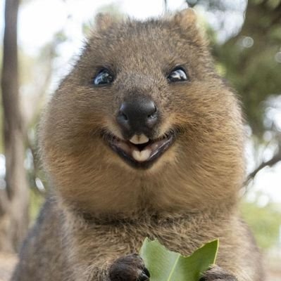 I am a Quokka, I want people to see pictures of cuteness every hour! All images belong to their original owners. Spread the quokka love!  😍👌