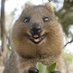 Quokka Every Hour (@quokkaeveryhour) Twitter profile photo