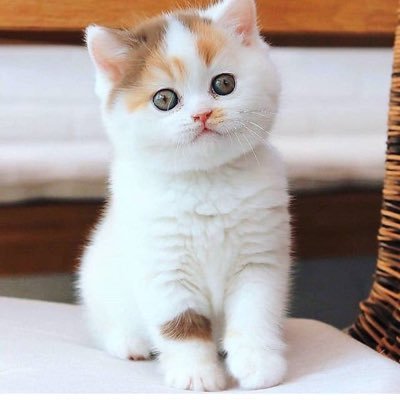 #For those who love #cats♥ #adorable #cat content #alwayes here for positivity #love for AlL♥♥ #everything is# possible with love♥