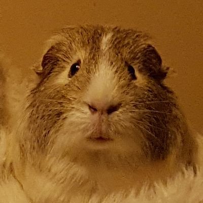 Extremely spoilt, handsome piggie who is treated like royalty!
Miss my best friend and brother Ollie
Favourite wheek word: Grass 🌱🌱
Fan of @LUFC 💛💙🤍