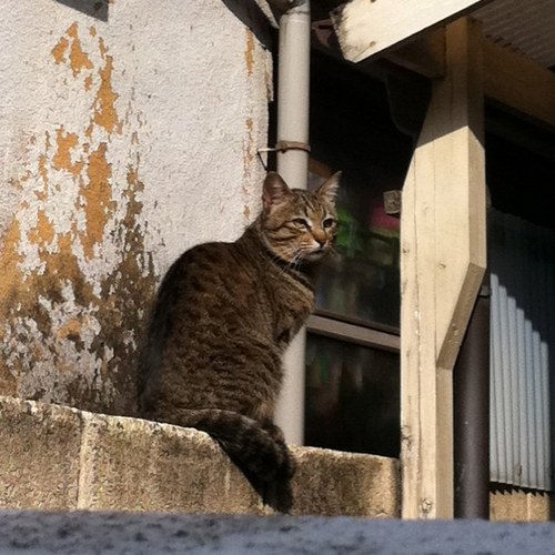 Laines_J's profile picture. I'm in Tokyo,from R.O.K