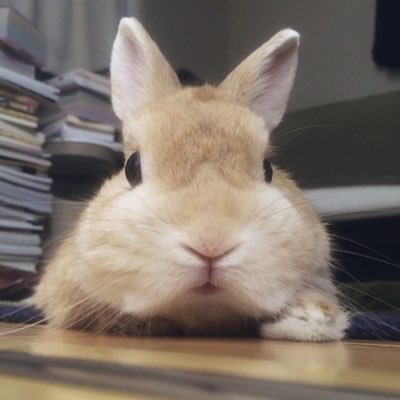 デザイナー／漫画関連のデザインを中心に活動しています🐰お仕事のご依頼・ご相談は、DMにてご連絡下さい✉️✨