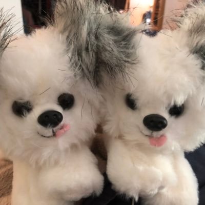 Owner of two Alaskan @NorbertDog mini-plush toys! #DogsOfTwitter Account managed by Paula Tretkoff, who also manages @aussiemath