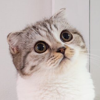猫のぐう スコティッシュフォールド Cat Gooch Twitter