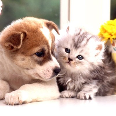 かわいいペットに関する最新情報 犬 猫等の動物トレンド速報 Olgmxoq4zwddx Twitter