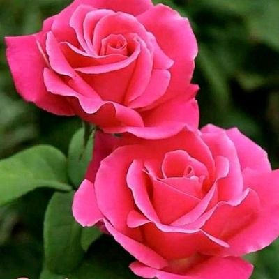 NooruddeenKhan5's profile picture. x