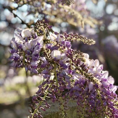 SAslankl's profile picture. 