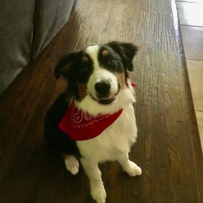 ELA & SS Instructional Coach, reader, movie fanatic, dog lover
