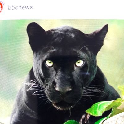 b0bbyj0e's profile picture. Resident scapegoat. Alarmist. Infosec Hobbyist. Crime and Intelligence Analyst. Para-hacker. OSINT/SOCMINT student. Master of Unagi. BBQ pit master.