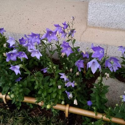 waginga@病気療養中につきお休み…🧣🕊️さんのプロフィール画像