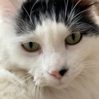 Janet Herrman (@herrmanjanet) Twitter profile photo