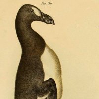Garefowl (@garefowlmusic) 's Twitter Profile