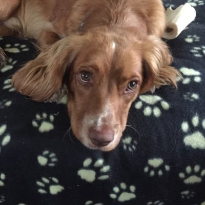 I’m a working Cocker Spaniel with endless energy and limitless love!