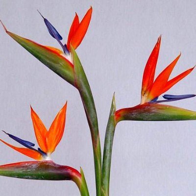 Sofia67741206's profile picture. 