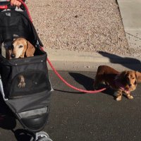 Boo, Molly and Honeys dad πΎππ»ββοΈπΆπ―ππΊπΈπ¦π΅ (@runnermjr) 's Twitter Profile