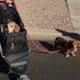 Boo, Molly and Honeys dad 🐾🏃🏻♂️🎶🍯🏒🇺🇸🦂🌵 (@runnermjr) Twitter profile photo Boo, Molly and Honeys dad 🐾🏃🏻♂️🎶🍯🏒🇺🇸🦂🌵 (@runnermjr) Twitter profile photo