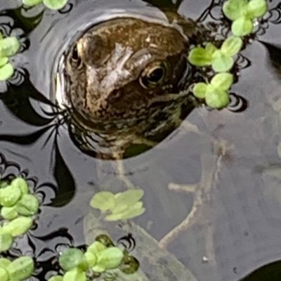 environmental concerns. esp’ #chalkstreams and local eco issues.would love to see rivers and beaches as healthy,as when i was a kid. alas,we have plastics now😔