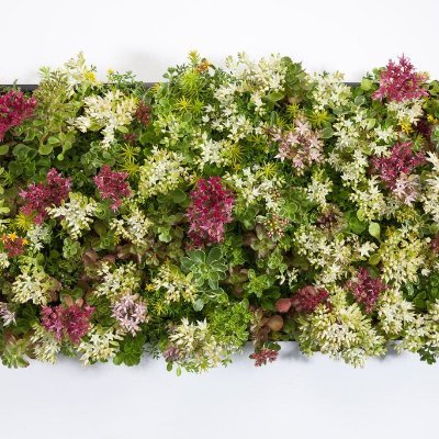 Etera® is the largest Sedum grower in N. America and supplies SEDUM TILE® and other plants to the green roof and green wall industries.