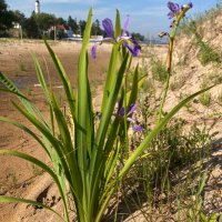 Pati Vitt (@pativitt) 's Twitter Profile