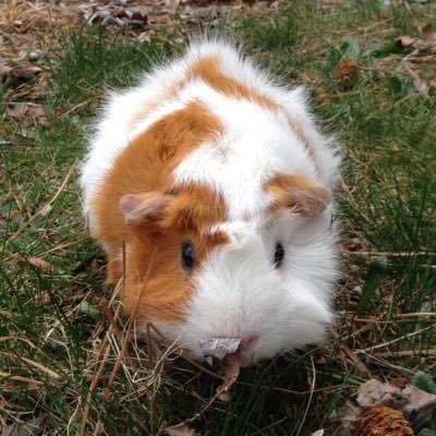 Home to Mimi and Coco, two very silly guinea piggies 🐹🐹❤️ @yourenotaduck