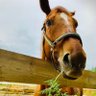 ouma12umauma's profile picture. お馬が大好き。いつも元気と癒しをくれるお馬に感謝！！今日も全馬無事にゴールしてね🏇🙏一頭でも多くの子がしあわせな馬生を送れますように。競馬も乗馬も。TCC会員 ラブリーデイ♡サトノダイヤモンド♡ペルシアンナイト♡ウェスタールンド♡【杉山佳明厩舎応援隊！！】ホームは中京競馬場。キャロット出資中🥕
