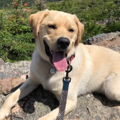 Physiotherapist from New Brunswick, Canada 🇨🇦 I enjoy content about dogs (mine is Leo, a Goldador 🐕), science/healthcare, traveling and healthy living