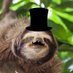 Sleuthy Science Sloth (@slothsleuthy) Twitter profile photo