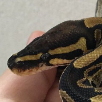 YX91JjnLod6PVFX's profile picture. 爬虫類大好きな大学生です。ボールパイソン(ノーマルhetパイド)の神岡くんとエボシカメレオンのメロンを飼ってます。 #爬虫類好きの方と繋がりたい