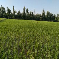 Koria Kamal (@kamalkoria) 's Twitter Profile