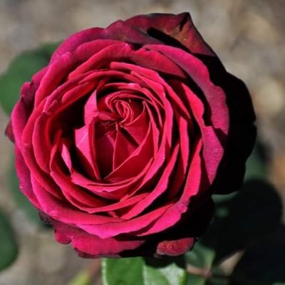 Malina40491267's profile picture. 