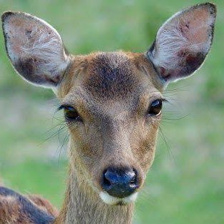 shikamaru_affi's profile picture. ✊