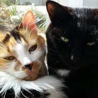 Hildred (@hildred) 's Twitter Profile