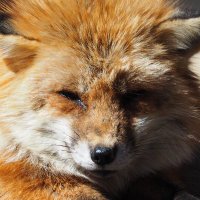 ろっかくいなば (@inaba_6kaku) 's Twitter Profile Photo ろっかくいなば (@inaba_6kaku) 's Twitter Profile Photo