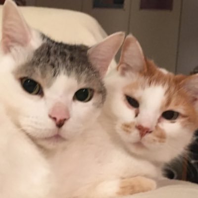 ヨーコ★猫は人生の師匠さんのプロフィール画像